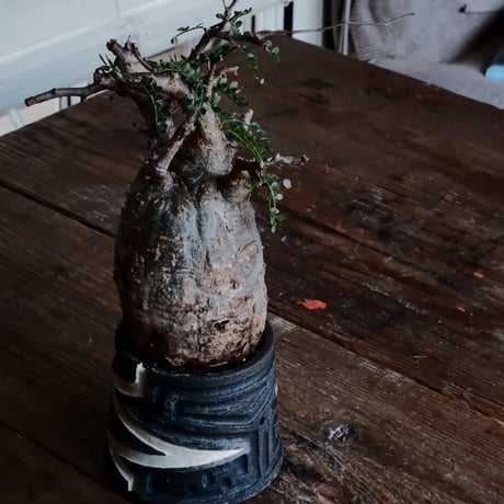 オペルクリカリア パキプス φ8.5cm［No.8］  ×   根本峻吾 作 S.N POT 「 雷電 - raiden - 」3号 植木鉢