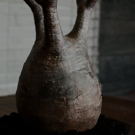 グラキリス - 象牙宮 -［No.137］  ×   沼野秀章 作「 black wrap 」3号 植木鉢 笠間焼