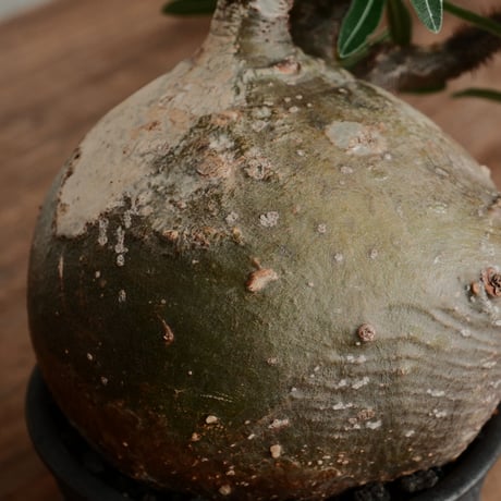 グラキリス L - 象牙宮 -［No.192］  ×  磯部祐介 作「 瓦 - kawara -  闇堕ち 」5号 植木鉢 笠間焼