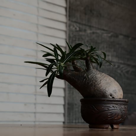 発根済 グラキリス  - 象牙宮 - size S［No.227］  ×  與那嶺大輔 作 「琉球唐草」3号 植木鉢