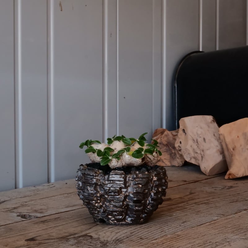 ブレビカウレ - 恵比寿笑い -［No.47］ × 松野然 【 ZEN 】3号 植木鉢