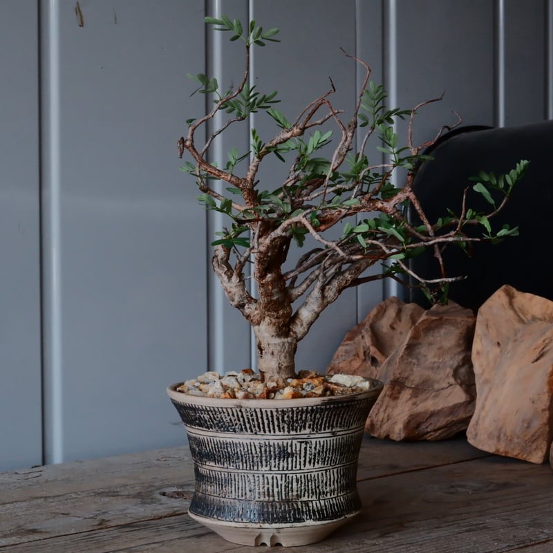 センナ メリディオナリス 現地株 発根済［No.29］ × 森田昌求 作