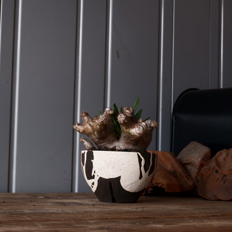 ブレビカリックス　コレクション株 パキポディウム ブレビカリックス 輸入株 発根済［No.9］ × 沼野秀章