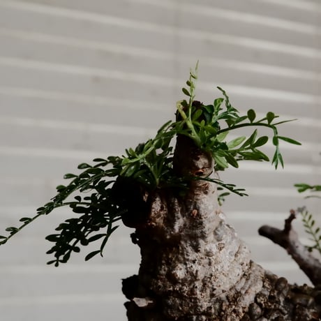 オペルクリカリア パキプス φ11cm［No.10］  ×    根本峻吾 作 S.N POT type.round「 黒焔 」 4号 植木鉢