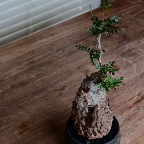 オペルクリカリア パキプス［No.46］  ×   沼野秀章 作「 black wrap 」3.5号 植木鉢 笠間焼