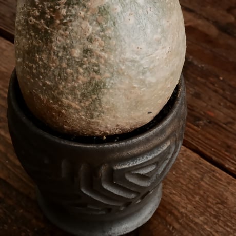 グラキリス φ8.5cm - 象牙宮 - ［No.73］  ×  根本峻吾 作 S.N POT type.round「 鐡 - kurogane - 」 3号  笠間焼