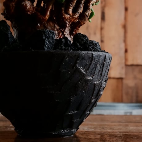 ケラリア ピグマエア 発根済［No.15］  ×   沼野秀章 作「 black wrap 」4号 植木鉢 笠間焼