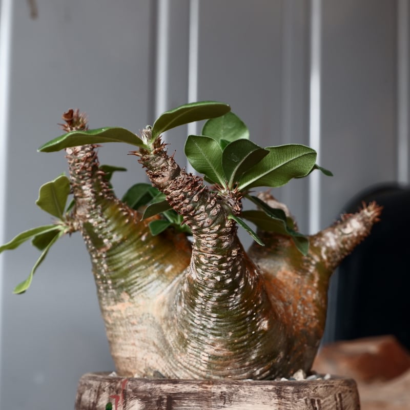 マカイエンセ　陶器鉢付き 植物 × 鉢 】パキポディウム マカイエンセ × Valiem GHOST（BOWL