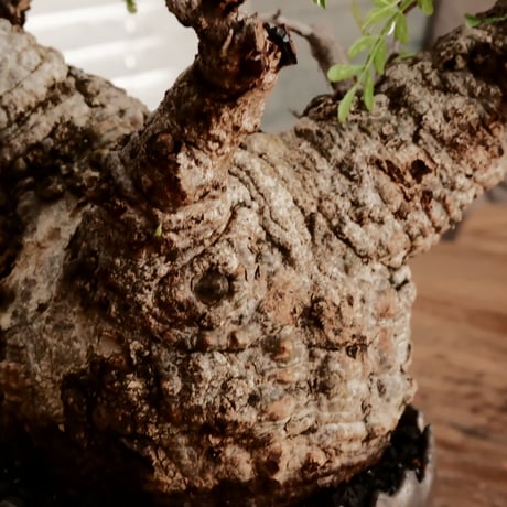 オペルクリカリア パキプス φ11cm［No.10］  ×    根本峻吾 作 S.N POT type.round「 黒焔 」 4号 植木鉢