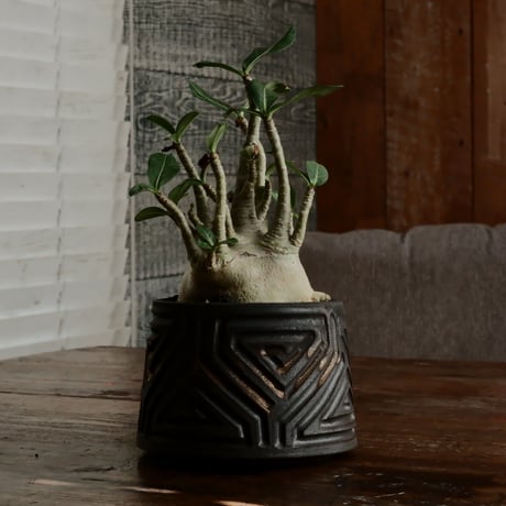 《低重心》アデニウム アラビカム " ドワーフ " φ9cm［No.8］  ×  根本峻吾 作 S.N POT type.normal「 鐡 - kurogane - 」 4号  笠間焼