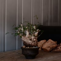 オペルクリカリア パキプス φ 12cm［No.40］  × 沼野秀章 作 【 black wrap 】4号 植木鉢 笠間焼