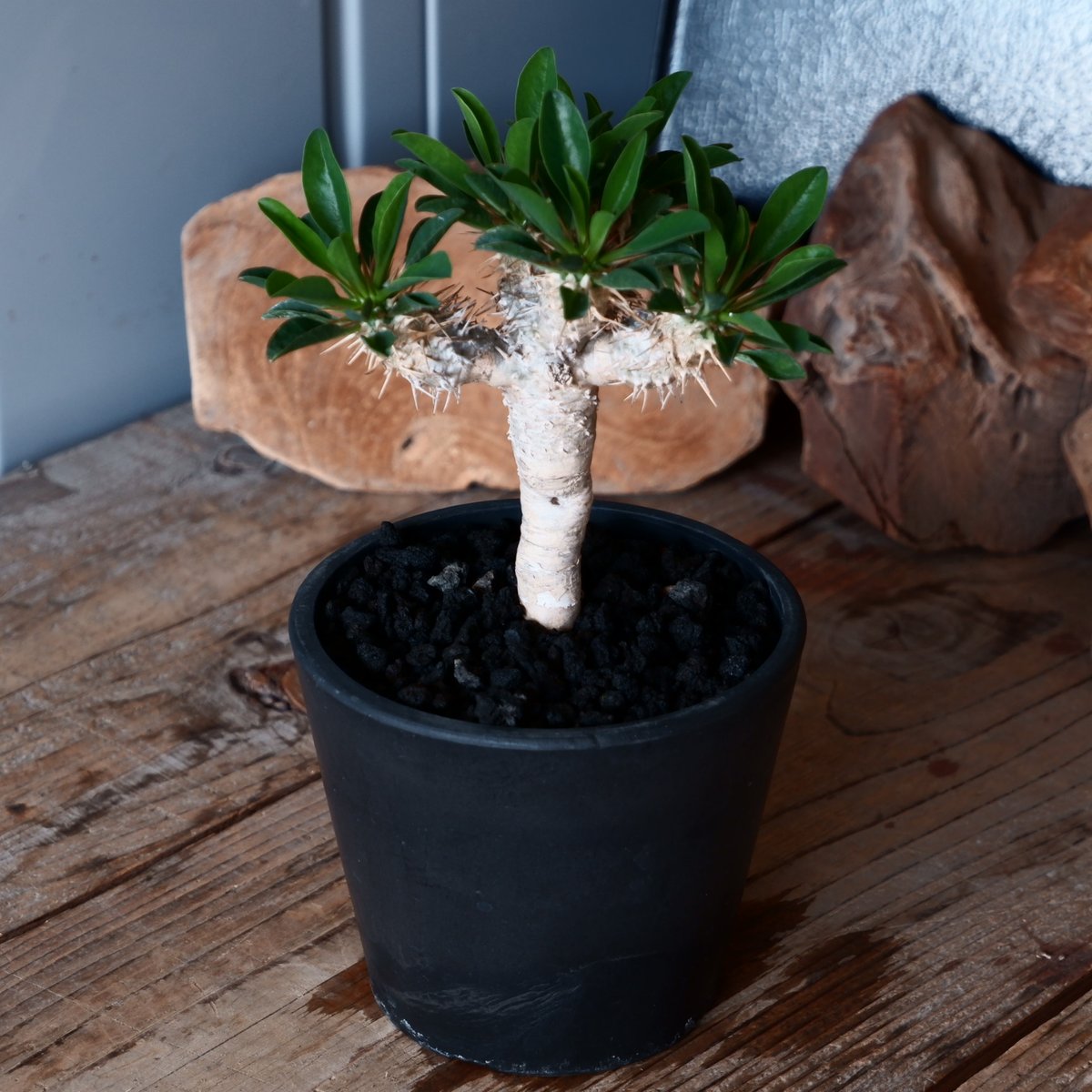 ユーフォルビア ギラウミニアナ 輸入株［No.46］ 4号鉢