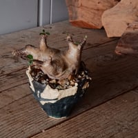 マカイエンセ φ7cm - 魔界玉 -［No.65］  ×   森田昌求 作 「 As if Broken " TSUGIHAGI "   」 3号 植木鉢 笠間焼