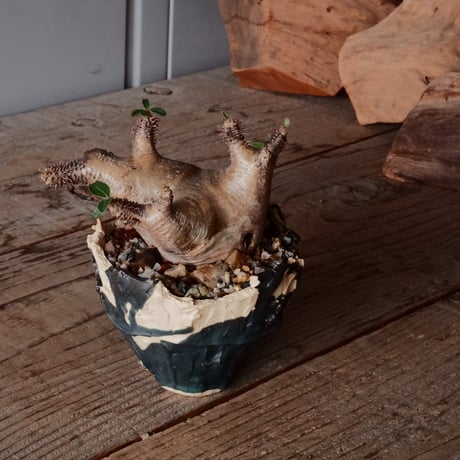 CATEGORY マカイエンセ - Makayense - | Botanical Holic