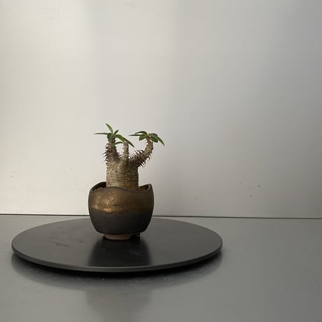 発根済 超チビ マカイエンセ BG-162 × S.N.Pot "丸"- wave - 2号鉢 ［作家  "根本峻吾"］