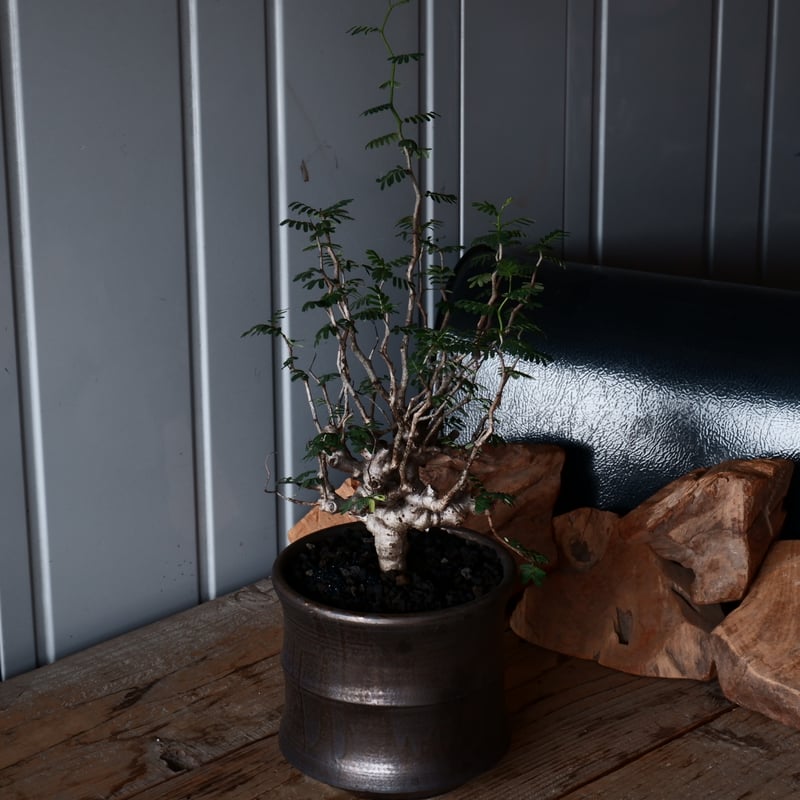 blueさん専用センナ メリディオナリス4＋オブジェ センナメリディオナリス – Hachi-8