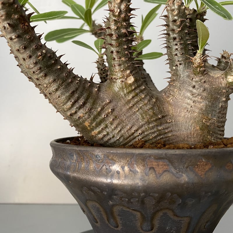 ゆーマカイエンセ 大 現地球 魔界玉 園芸ネット本店｜[送料無料]パキポディウム：マカイエンセ （魔界玉