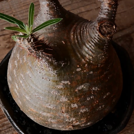 グラキリス φ12cm - 象牙宮 - ［No.18］  ×   沼野秀章 作「 black wrap 」4号 植木鉢 笠間焼