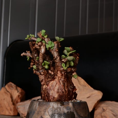 ケラリア ピグマエア［No.74］  × 磯部祐介 作品【 円 - 金剛 - 】2.5号 植木鉢 笠間焼