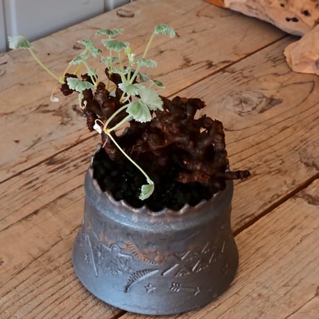 ペラルゴニウム ミラビレ［No.02］  ×   根本峻吾 作 S.N POT type.cylinder「 刻印  -kokuin- 」 4号 植木鉢