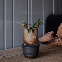 グラキリス φ8.5cm - 象牙宮 -［No.54］  ×    與那嶺大輔 作 「琉球飛び鉋」3号 植木鉢