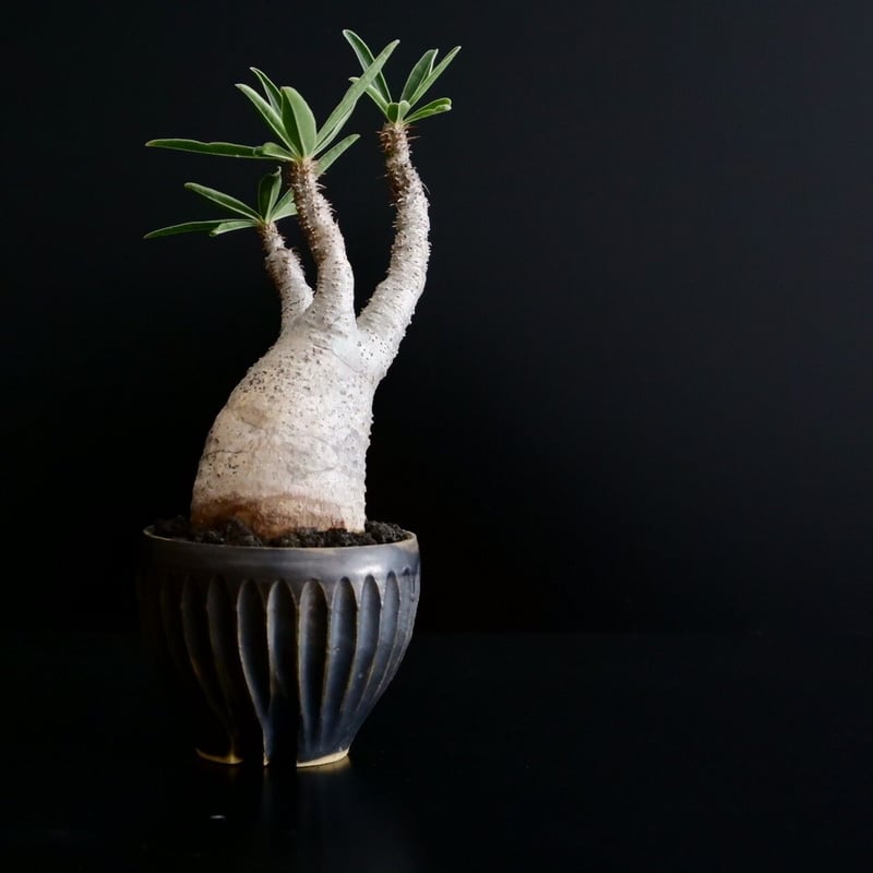 グラキリス YAMABACHI var. P&A ceramicware発根済 発根済 グラキリス 01 × CLAW S［ 作家 : 森田昌求 ］笠間焼