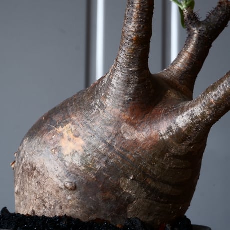 グラキリス φ9.5cm - 象牙宮 - ［No.42］  ×   沼野秀章 作「 black wrap 」3号 植木鉢 笠間焼