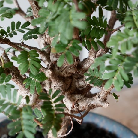 センナ メリディオナリス 輸入株［No.25］  × 坂本新 作【 LUSTER - black opal - 】 5号 植木鉢 笠間焼