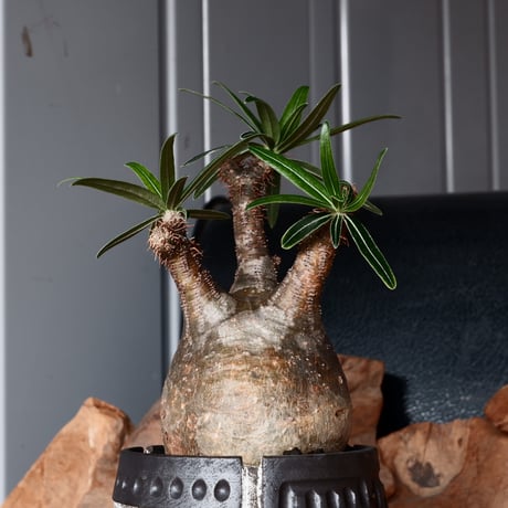 グラキリス φ8cm - 象牙宮 - ［No.31］  ×   根本峻吾 作品【 S.N POT type.slim「 覚醒 」 3.5号 】笠間焼 植木鉢