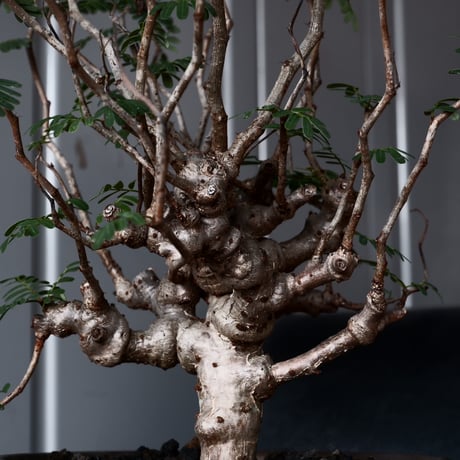 センナ メリディオナリス 輸入株［No.39］  × 松野 然 作 「ZEN」5.5号 植木鉢