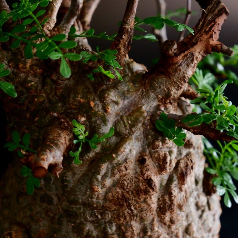 発根済 低重心 大型 パキプス 04 × 