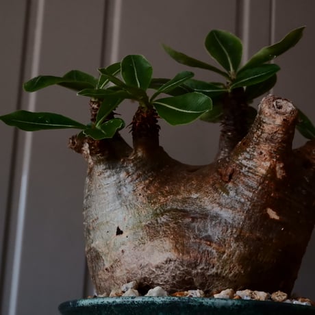 マカイエンセ φ11cm - 魔界玉 - ［No.20］  ×   森田昌求 作 「 CLAW /  BORDER  」 4号 植木鉢 笠間焼