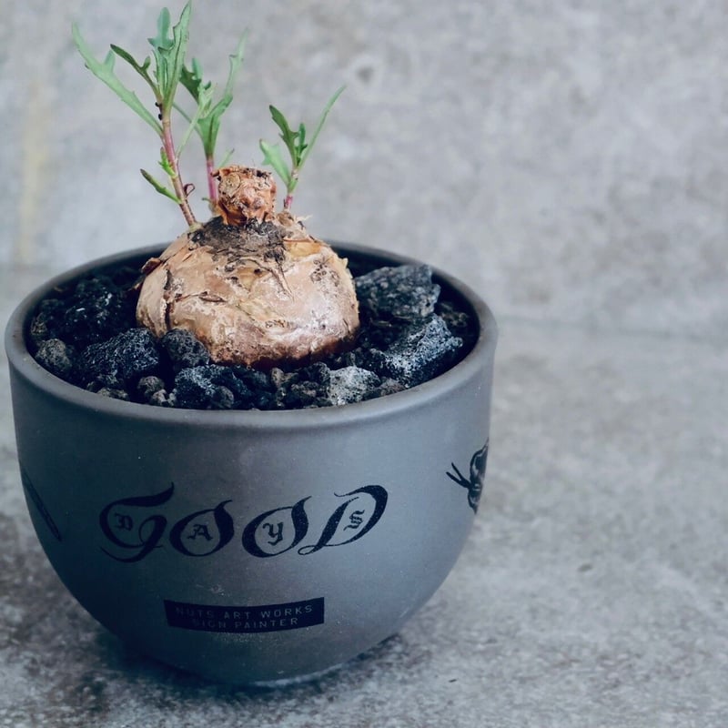 オトンナ ロバタ No.06 × 