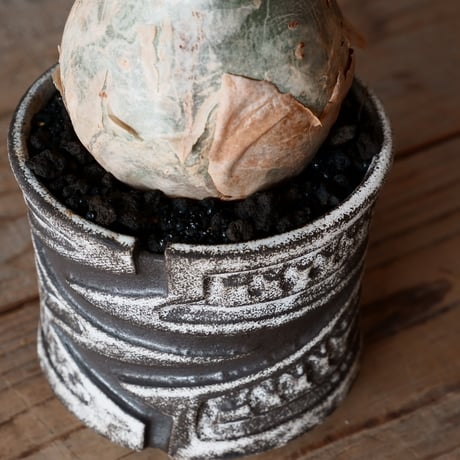 キフォステンマ ベティフォルメ ナローリーフ ソマリア産 輸入株［No.15］  × 根本峻吾 作品【 S.N POT type.slim「 雷電 / 月光 ver. 」3.5号 】笠間焼 植木鉢