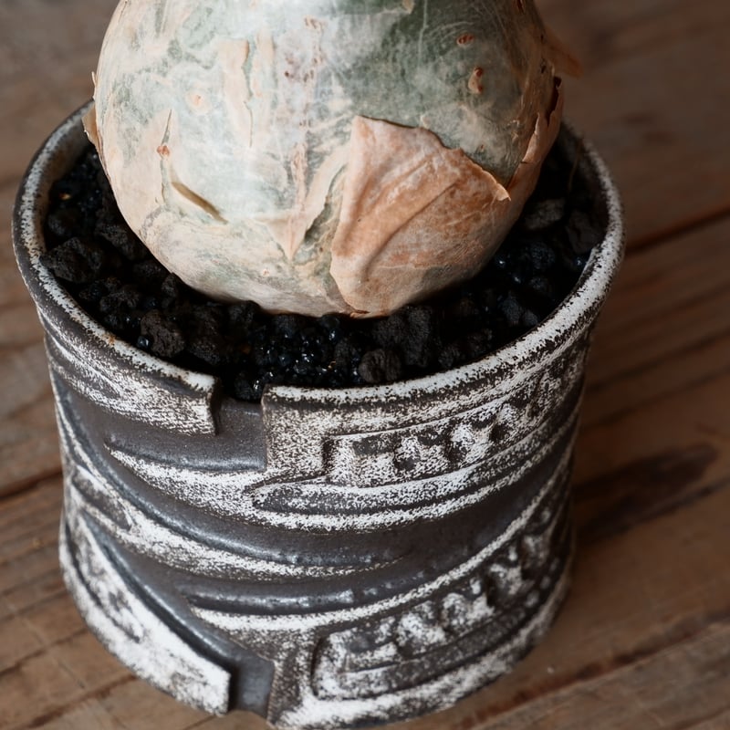 キフォステンマ ベティフォルメ ナローリーフ ソマリア産 輸入株［No