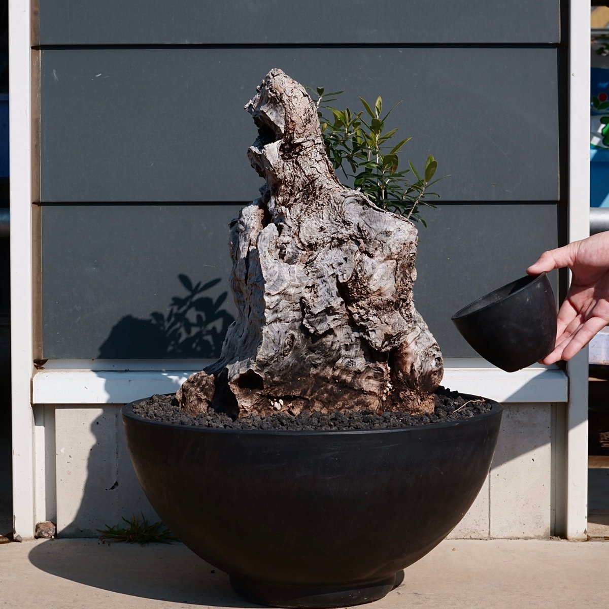 古木オリーブ　鉢植えサイズ Old Olive 古木オリーブ［No.07］× 11号鉢 (φ33cm) | Botanic