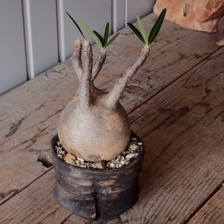 グラキリス φ9cm - 象牙宮 - ［No.67］  ×   沼野秀章 作「 black wrap 」3号 植木鉢 笠間焼