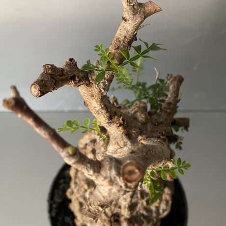 発根済 オペルクリカリア パキプス P-46  ×   【作家 小野瀬 一 】"shinogi" 4.5号 植木鉢