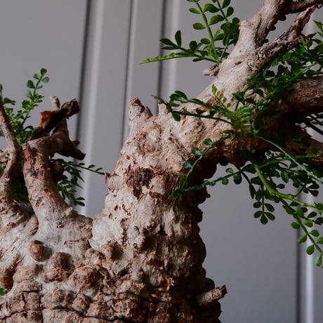 オペルクリカリア パキプス φ9.5cm［No.19］  × 沖誠 作「Spilal - 燻銀彩 - / round 」 3号 植木鉢 笠間焼
