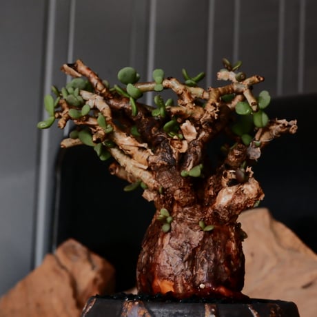 ケラリア ピグマエア［No.76］  × 磯部祐介 作品【 円 - 闇堕ち - 】2.5号 植木鉢 笠間焼