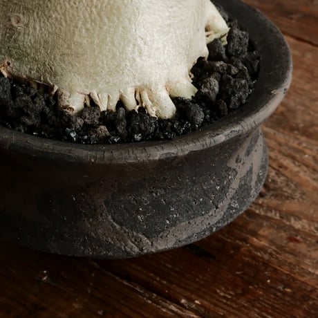 《美肌》アデニウム アラビカム " ドワーフ " φ10cm［No.12］  ×   沼野秀章 作「 black wrap 」4号 植木鉢 笠間焼