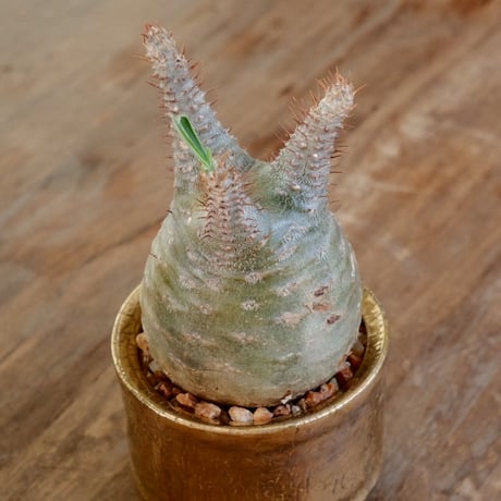 美形 緑肌  グラキリス  - 象牙宮 - size S［No.37］  ×  沼野秀章 特別作品  『 Gold Wrap 』3.5号 植木鉢