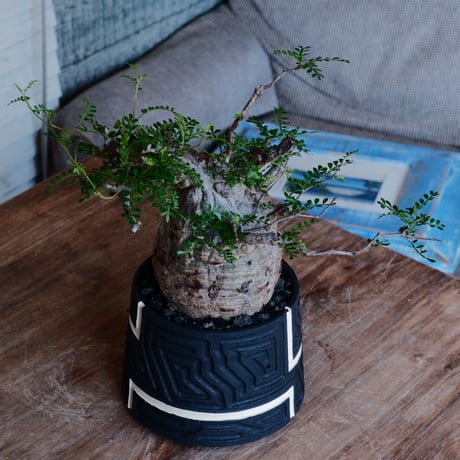 オペルクリカリア パキプス φ12cm［No.36］  ×   根本峻吾 作 S.N POT 「 覚醒 - kakusei - 」5号 植木鉢 笠間焼