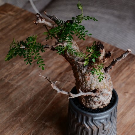 オペルクリカリア パキプス φ7.5cm［No.20］  ×  根本峻吾 作 S.N POT type.tall「 鐡 - kurogane - 」3号 植木鉢 笠間焼