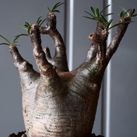 グラキリス φ8cm - 象牙宮-［No.10］×  中野明彦 作品【 KIRIKO / dark brown  / 3号 】笠間焼 植木鉢