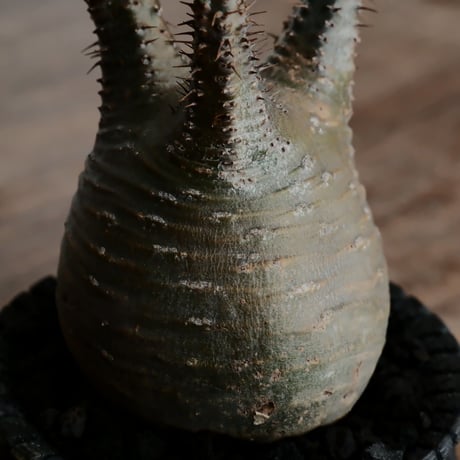 グラキリス - 象牙宮 -［No.197］  × 沖誠 作「 Bark 」 筒型 3号 植木鉢 笠間焼