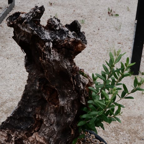 Old Olive 古木オリーブ［No.03］× 10号浅鉢(φ30cm)