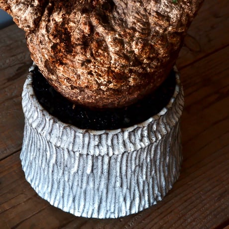 オペルクリカリア パキプス φ 15cm［No.02］  ×   根本峻吾 作 S.N POT  type.cylinder「 月光ノ爪牙 」 5号 植木鉢