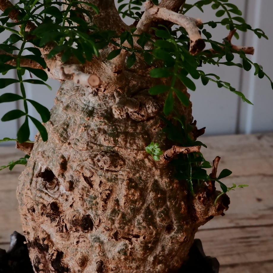 65b3523c8b040612ea46fe3a