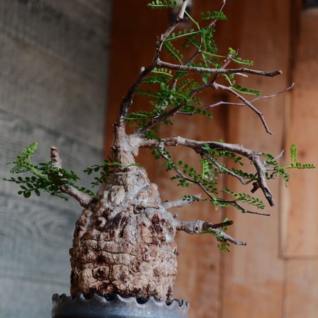 オペルクリカリア パキプス φ9.5cm［No.32］  ×   根本峻吾 作 S.N POT type.slim「 鐡 - 黒焔 - 」4号 植木鉢 笠間焼
